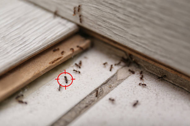  Boley, OK Pest Control Pros