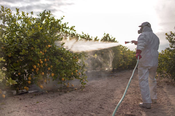 Best Flea Control Services  in Boley, OK