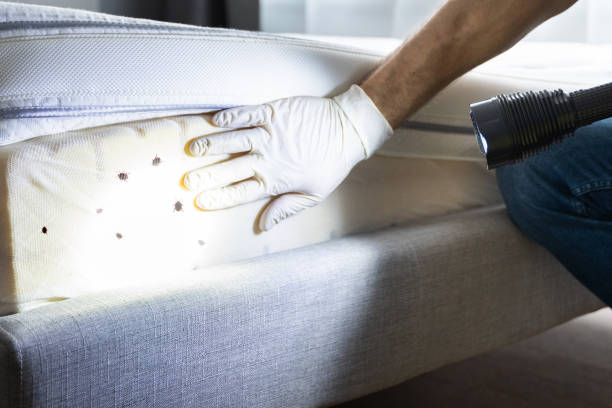 Best Ant Control Services  in Boley, OK